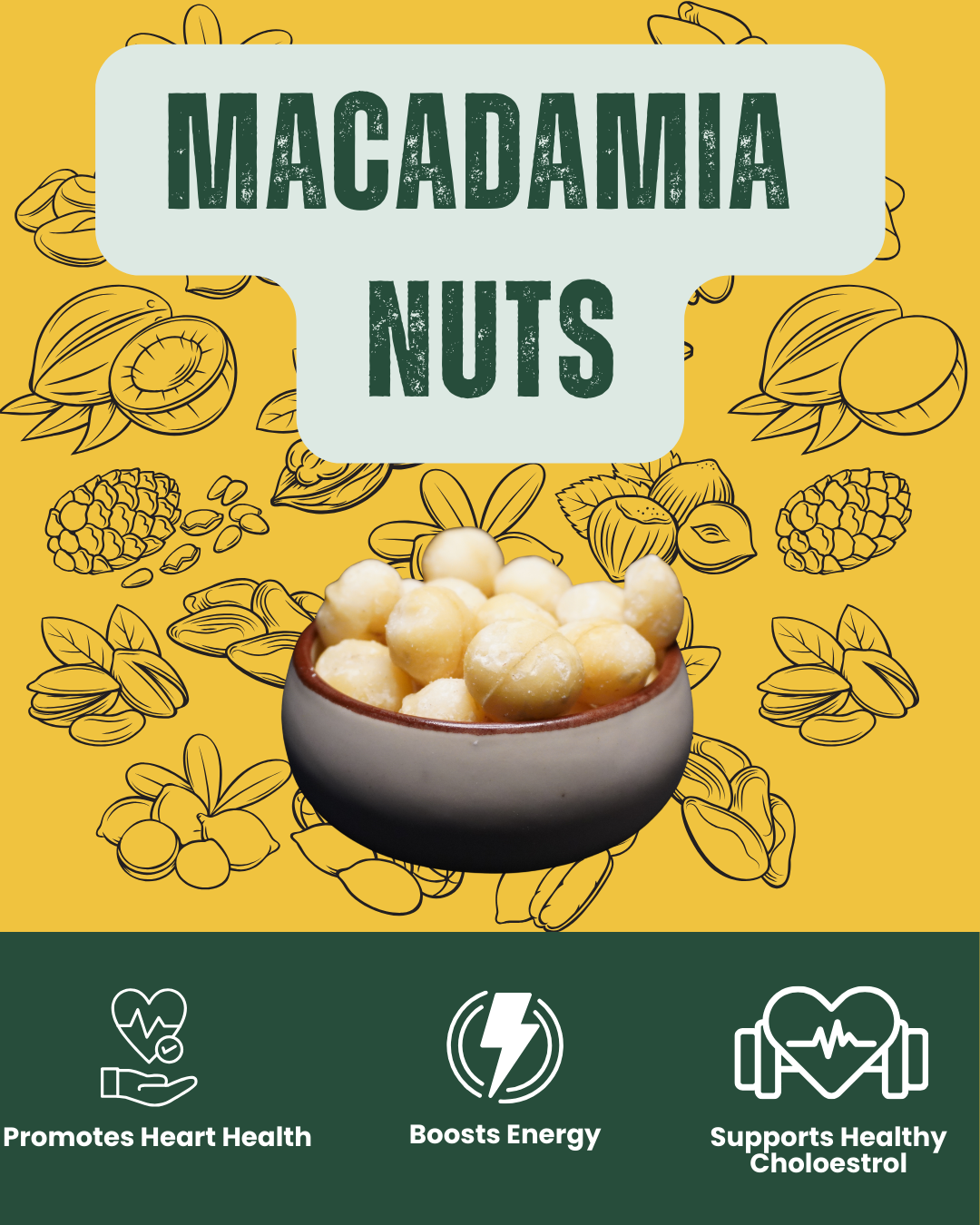 Whole shelled macadamia nuts - luxurious gourmet snack rich in heart-healthy fats